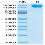 Human MERTK/Mer Protein (MEK-HM301)