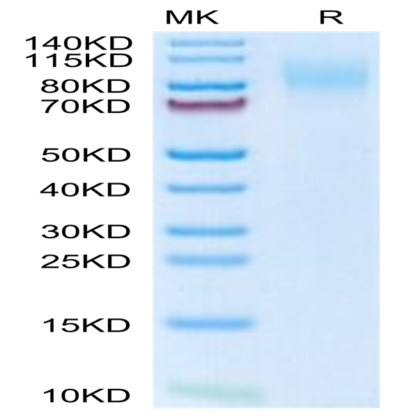 Mouse MERTK/Mer Protein (MEK-MM101)