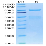 Cynomolgus HGF R/c-MET Protein (MET-CM101)