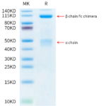 Human HGF R/c-MET Protein (MET-HM201)