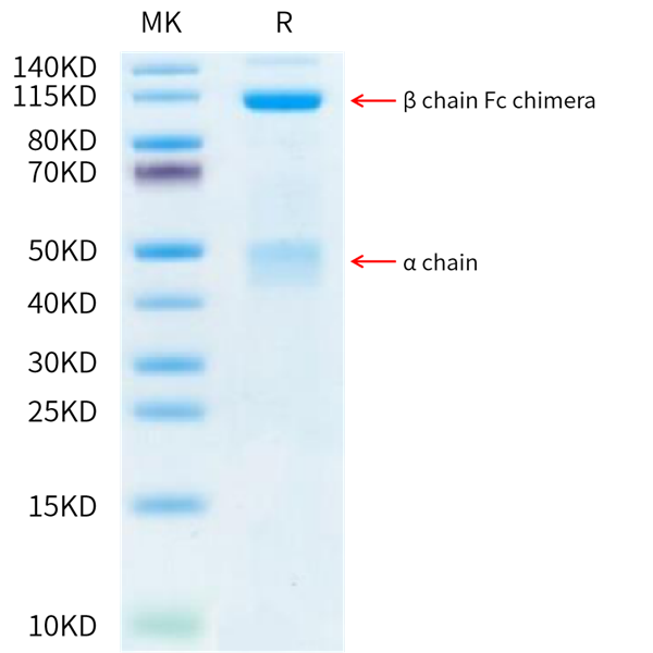 Human HGF R/c-MET Protein (MET-HM201)