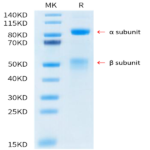 Human HGF R/c-MET Protein (MET-HM401)