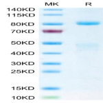 Biotinylated Human HGF R/c-MET Protein (MET-HM401B)