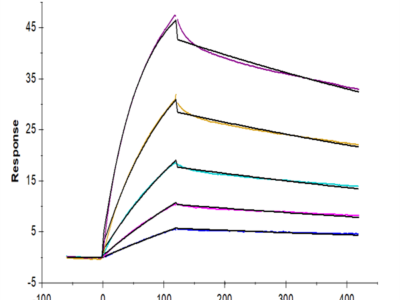 Mouse IgG1 Fc Protein (MFC-MM001)