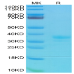 Mouse IgG1 Fc Protein (MFC-MM001)