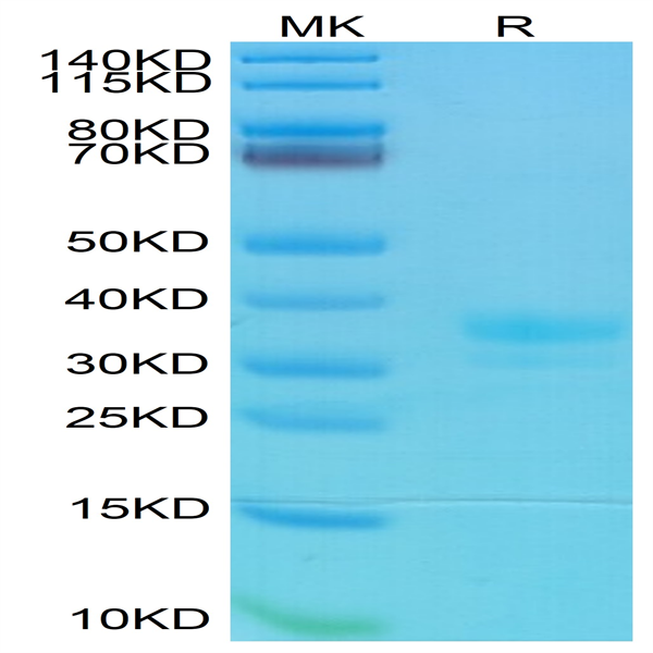 Mouse IgG1 Fc Protein (MFC-MM001)