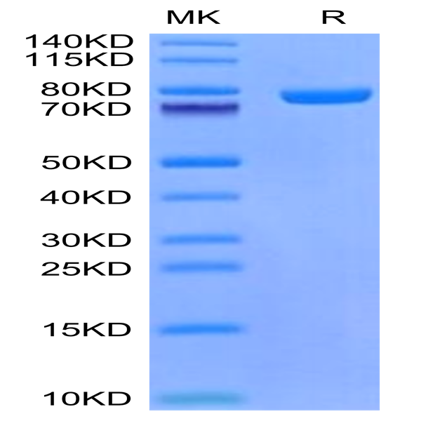Mouse CD228/MFI2 Protein (MFI-MM128)