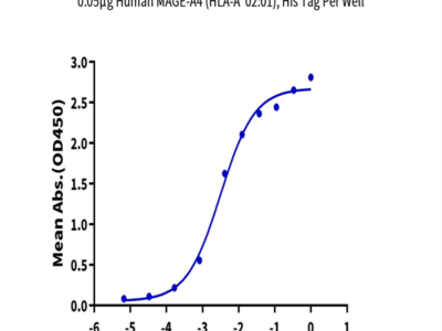 Human HLA-A*02