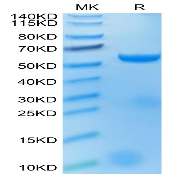 Biotinylated Human HLA-A*02