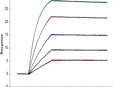 Human HLA-A*02