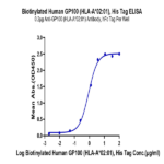 Biotinylated Human HLA-A*02