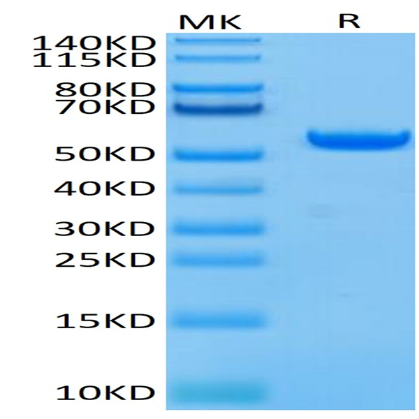 Biotinylated Human HLA-A*02