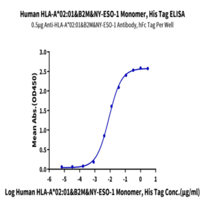Human HLA-A*02