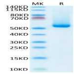 Biotinylated Human HLA-A*02