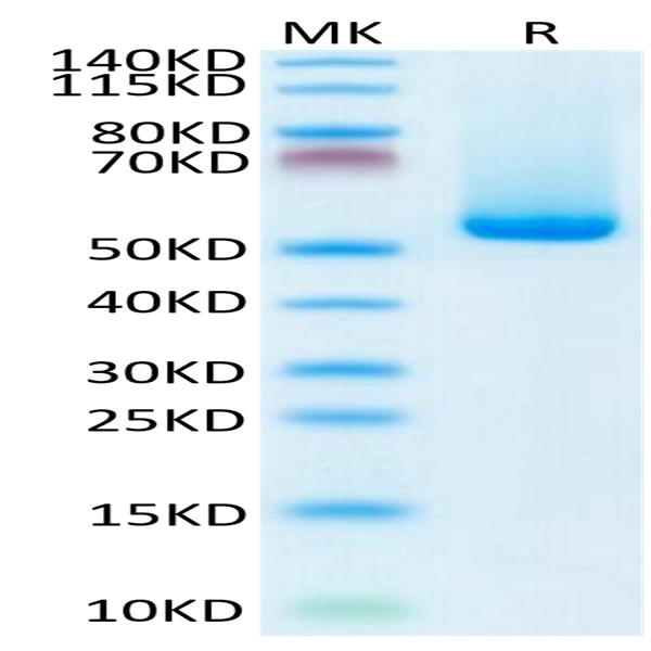 Biotinylated Human HLA-A*02