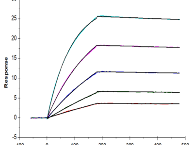 Human HLA-A*02