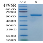 Biotinylated Human HLA-E*01