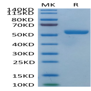 Biotinylated Human HLA-E*01
