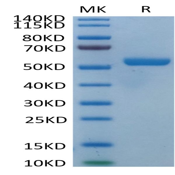 Biotinylated Human HLA-E*01