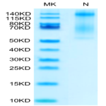 Biotinylated Human HLA-E*01