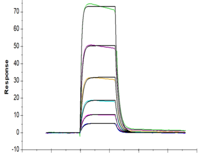 Human HLA-A*02