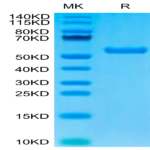 Biotinylated Human HLA-A*02