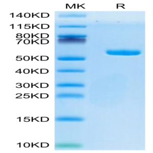 Human HLA-A*02