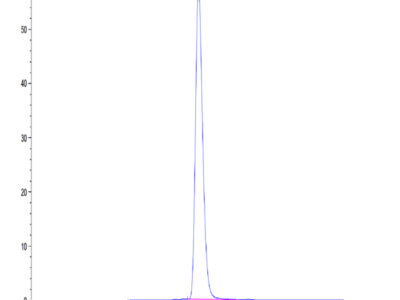 Human HLA-A*02