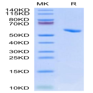 Human HLA-A*02