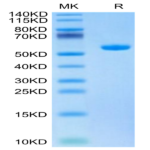 Biotinylated Human HLA-A*02