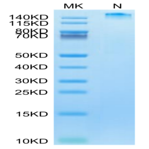 Human HLA-A*02