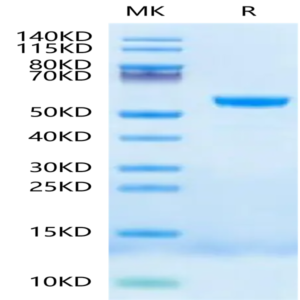 Human HLA-E*01