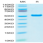 Biotinylated Human HLA-A*02