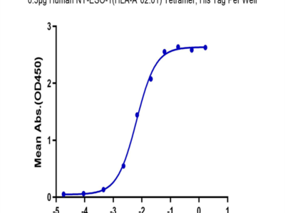 Human HLA-A*02