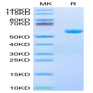 Human HLA-A*11