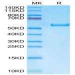 Biotinylated Human HLA-A*11
