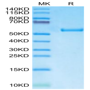 Biotinylated Human HLA-A*11