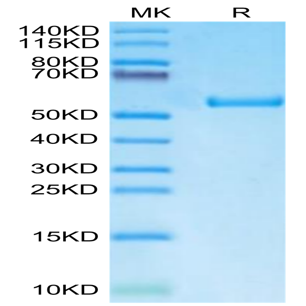 Biotinylated Human HLA-A*11