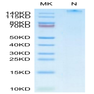 Human HLA-A*11