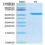 Biotinylated Human HLA-A*02