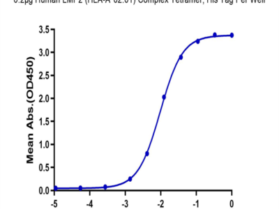 Human HLA-A*02