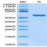 Biotinylated Human HLA-A*02