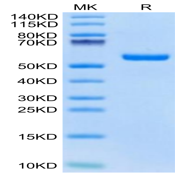Biotinylated Human HLA-A*02