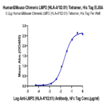 Chimeric HLA-A*02