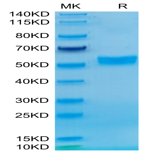 Chimeric HLA-A*02