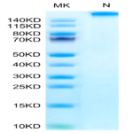 Chimeric HLA-A*02