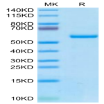 Biotinylated Human HLA-A*02