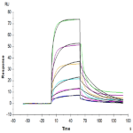 Biotinylated Human HLA-A*03