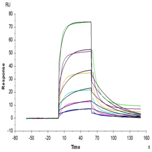Biotinylated Human HLA-A*03