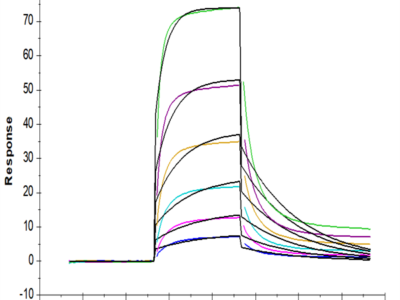 Biotinylated Human HLA-A*03